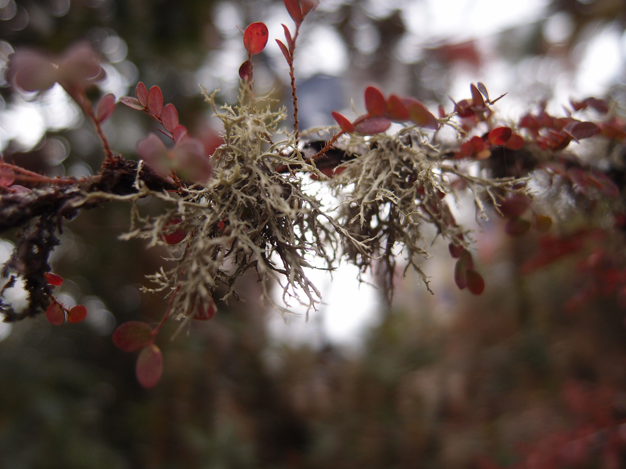 2018-01-16 12 Uhr - Im Shivapuri Nagarjun National Park (Nagi Gumba) (Foto) 